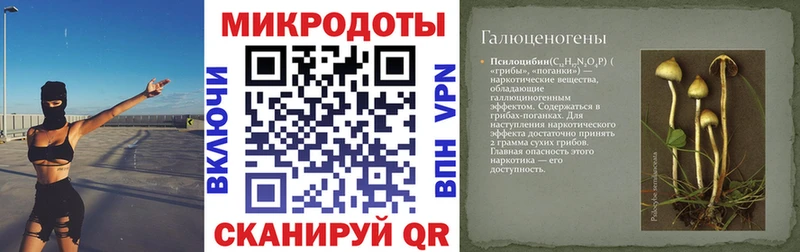 Псилоцибиновые грибы Psilocybe Ахтубинск
